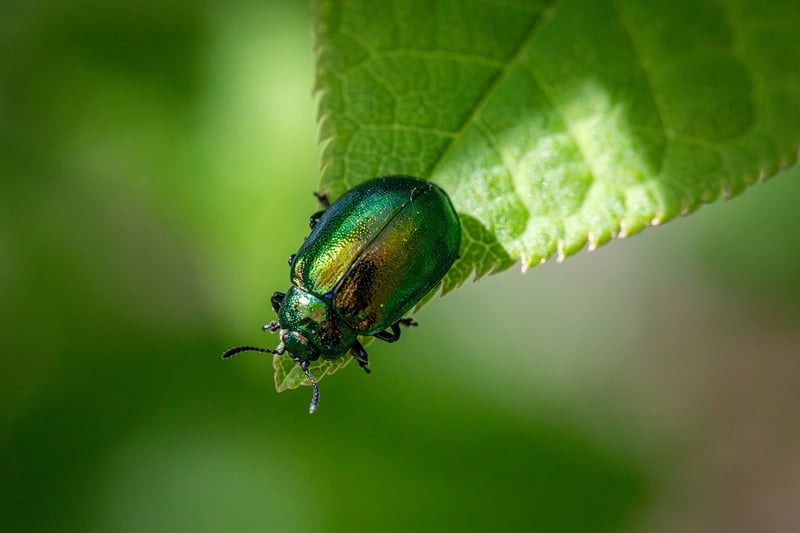 garden pests