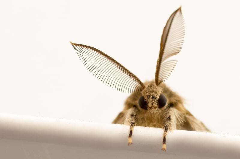 Beneficial Insect